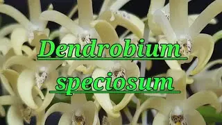 Dendrobium speciosum. Описание и уход.