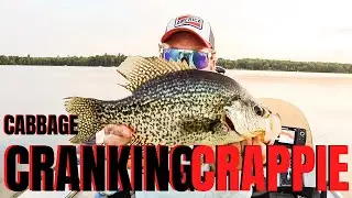 Summer Time Cranking Cabbage Crappie On Crankbaits | How To catch slab crappies in summer
