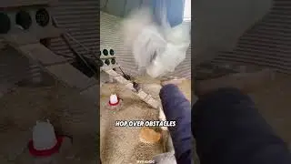 Why Can&rsquo;t Chickens Fly?