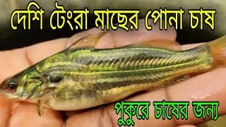 দেশি টেংরা মাছের পোনা | টেংরা চাষে অভাবনিয় সাফল্য  Tangra Fish Seeds