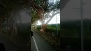 Wow Amazing Trees #nature #philippines