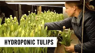 Harvesting & Rehydrating Valentine Hydroponic Tulips - Winter Cut Flowers
