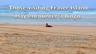 Dingo Encounters