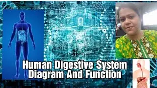Human Digestive System Diagram And Function | Science Tutorial For School Students