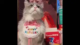 Party Birthday Hat Bib Dog Cat Pet Saliva Pocket Saliva Towel Bichon Frise