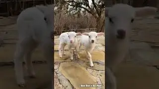 Raising baby lambs as your pet #pet #cute #lamb #love