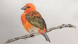 Bird Drawing in Color Pencils | How to Draw A  Bird | Color Pencil Drawing