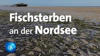 Rätselhaftes Fischsterben an der deutschen Nordseeküste