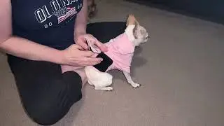 How to Put on a Thunder Shirt and  Relax your dog, our Chihuahua Bebe.. help relaxing. Fireworks