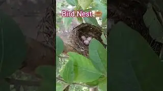 Bird's Beautiful Nest on Guava Tree with 3 Beautiful Eggs 🪺💕 #shorts #nature #birds #subscribformore
