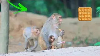 Monkeys Eating Biscuits / Monkeys Love Biscuit / Feeding Animal #monkeylife #monkeymemes #feeding