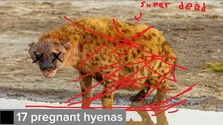 Filler - Who Killed The 17 Pregnant Hyenas (Guide)