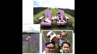 A visit to the aromatic Kelso Lavender Farm @Milton, Ontario