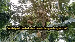 Antisipasi buah durian busuk saat curah hujan tinggi.