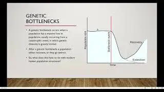 Neanderthals and Modern Human Population Structures Defined by Bottlenecks