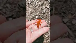 Orange salamander#shorts #fyp #salamander #foryou #viralvideo