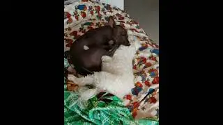 Ксоло Сенди с новым другом. #шортс #video #ксоло #мальтезе #маленькиесобачки  #юмор