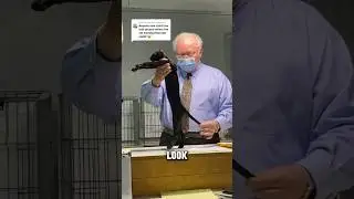 The way this judge handles this cat is great🐱#shorts
