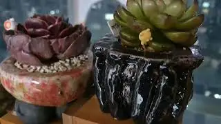 유친님댁에 놀러 갔어요^^#초연라꾸화분 #다육이 #강아지 