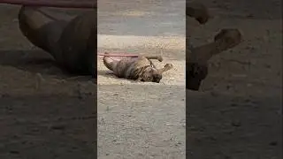 Always on his back! #rescuedog #funnyanimals#youtubeshort #lovepuppies#sleepydog#fyp #laugh#Kubrick