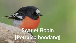 Scarlet Robin[Petroica boodang]