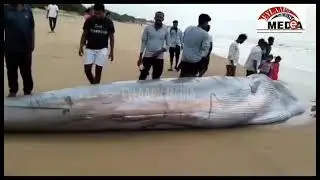 Samandar ke kinare 25 Fit Lambi 🐠 Fish Payi Gayi Fish ko Dekhne ke liye logon ki Bheed.