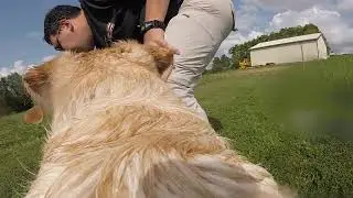 Dog POV GoPro water retrieve Remi the 2 year old Yellow Lab