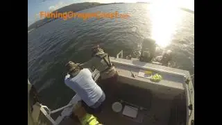 Seagull Catch and Release