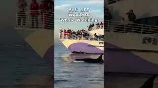 Harbor Breeze Cruises Whale Watching - Early Summer Special