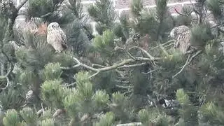 velduil short-eared owl
