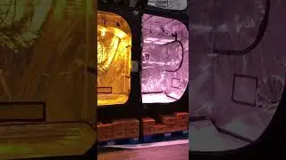 Led indoorled 480w hps killer vs Hps 600w