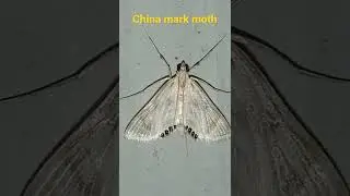 China Mark Moth