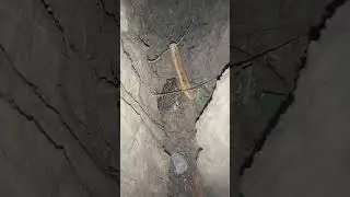 natural frog🐸 #ytshorts #shortsfeed #world video