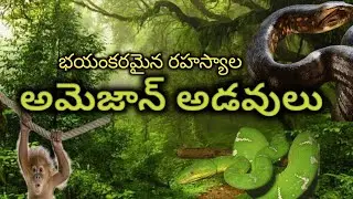 Amazon Forest Secret's Explained In Telugu || Telugu Manthra Vlogs