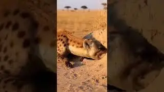 Amazing weapons of animals.動物たちの驚くべき武器 Nature's fiercest defense #wildlife #nature #animals
