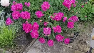 🌸 Пион AMABILIS и Ко🌸