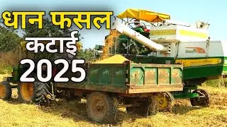 Harvester Se Dhan Katai | Modern Farming Technology | धान फसल 🌾 कटाई 2025  MSCARTONTOYS 