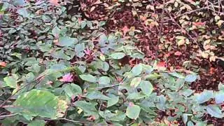 FantsGrove Doe1