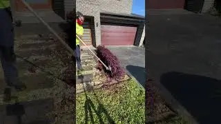 Risky Gardening Experiment Goes Viral: Should This Gardener Keep His Job? #satisfying