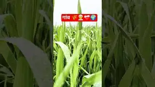 The winds that comb the wheat fields#hindisong #nature #farming #viralvideo#youtube #shorts #trendin