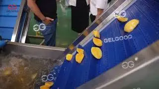 Freshly Cut Mango Dicing Processing Line