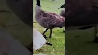 Migratory Birds #migratorybirds #shorts #nature #fyp