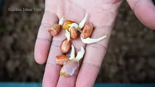 Beginner Balcony Gardening Hack, Grow Plants Using Recycled Household Items