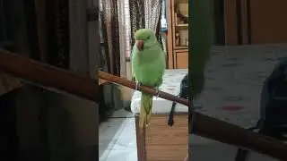 🐦मिट्ठू की मीठी मीठी आवाज🦜😍😂 #बोलता हुआ मिट्ठू #cutebird #talkingparot #viral #youtube #trending 