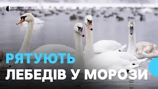 На замерзлому Дністрі у селі Долина місцеві жителі годують лебедів