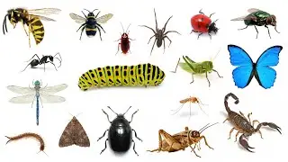 English Vocabulary - TYPES OF BUGS and INSECTS