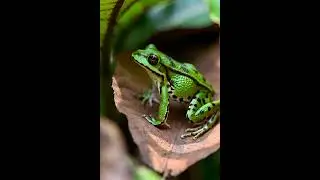 How a frog jump#frog #nature #jump #wildlife #asmr
