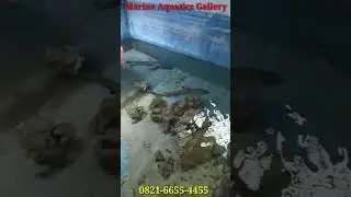 GLASSPOND HIU #shark #sharktank #kolamhiu #ikanhiu #memeliharahiu #sharkglasspond