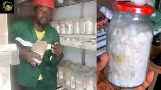 MYCICULTURE: IMPORTANCE DE LA MA&Icirc;TRISE DE MULTIPLICATION DU MYC&Eacute;LIUM.What: +237696296974