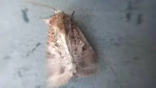 Moth Shaking its Wings